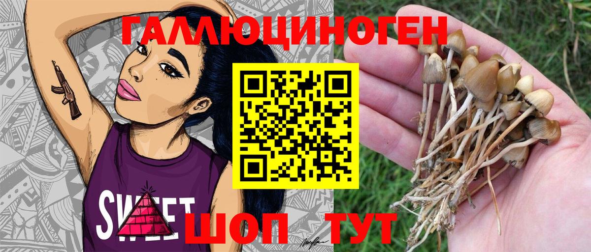 Галлюциногенные грибы Psilocybine cubensis  Галлюциногенные грибы прущие грибы  Заводоуковск 